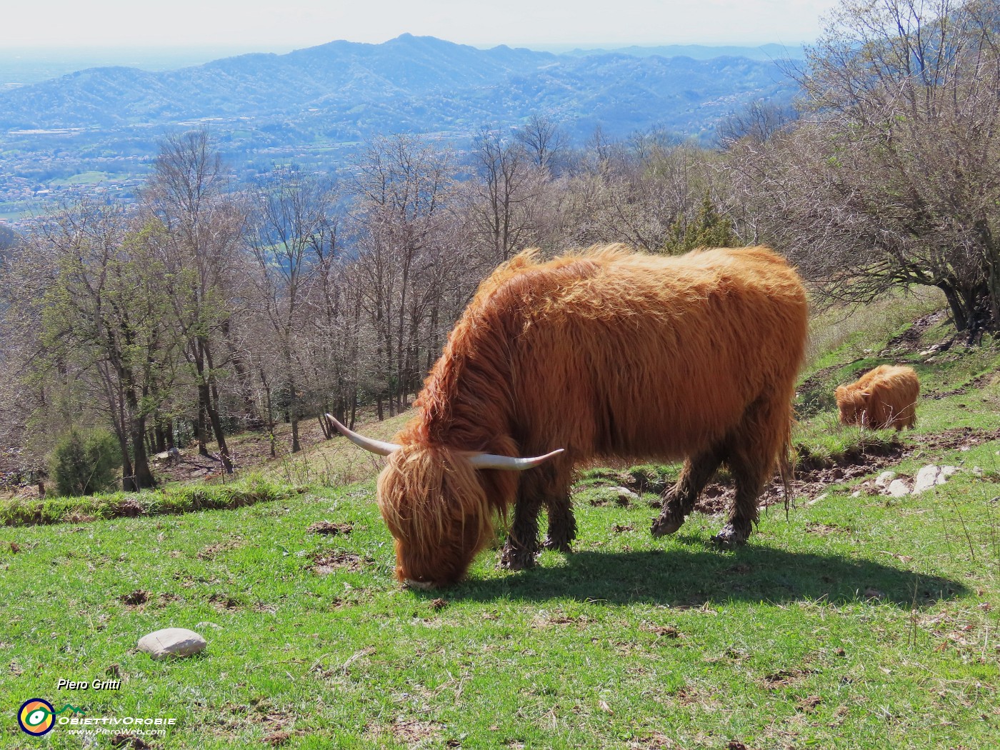 66 Mucche scozzesi (Highlander) all'Agiturismo Prati Parini.JPG